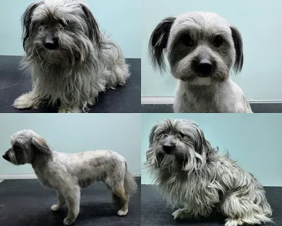 Spa-Psa - strzyżenie psów